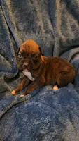 Garner, a male Boxer for sale in Asheboro, NC – 1 of 9