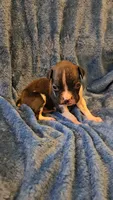 Wee lad, a male Boxer for sale in Asheboro, NC – 2 of 8