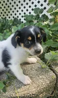 Neo, a male Maltipoo and Yorkipoo for sale in Asheboro, NC – 8 of 9