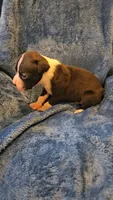 Dugg, a male Boxer for sale in Asheboro, NC – 3 of 9