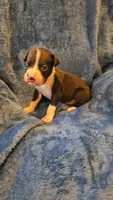 Dugg, a male Boxer for sale in Asheboro, NC – 2 of 9