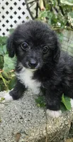 Laddie, a male Maltipoo and Yorkipoo for sale in Asheboro, NC – 1 of 7