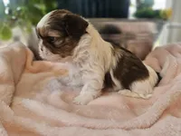 Willow, a female Shih Tzu for sale in Asheboro, NC – Photo 4 of 5