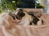 Willow, a female Shih Tzu for sale in Asheboro, NC – Photo 5 of 5