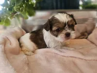 Willow, a female Shih Tzu for sale in Asheboro, NC – Photo 2 of 5