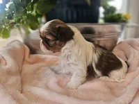 Willow, a female Shih Tzu for sale in Asheboro, NC – Photo 3 of 5