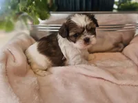 Willow, a female Shih Tzu for sale in Asheboro, NC – Photo 1 of 5
