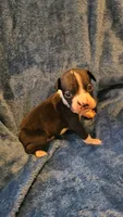 Dugg, a male Boxer for sale in Asheboro, NC – 4 of 9