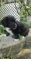 Laddie, a male Maltipoo and Yorkipoo for sale in Asheboro, NC – 7 of 7