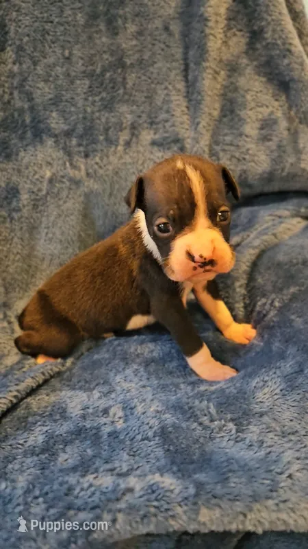 Dugg – Boxer puppy for sale in Asheboro, NC