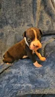 Dugg, a male Boxer for sale in Asheboro, NC – 1 of 9