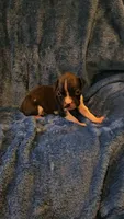 Wee lad, a male Boxer for sale in Asheboro, NC – 6 of 8