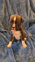 Rolo, a male Boxer for sale in Asheboro, NC – 8 of 9