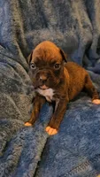 Garner, a male Boxer for sale in Asheboro, NC – 9 of 9