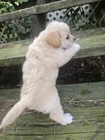Krissy, a female Maltipoo and Yorkipoo for sale in Asheboro, NC – 7 of 8