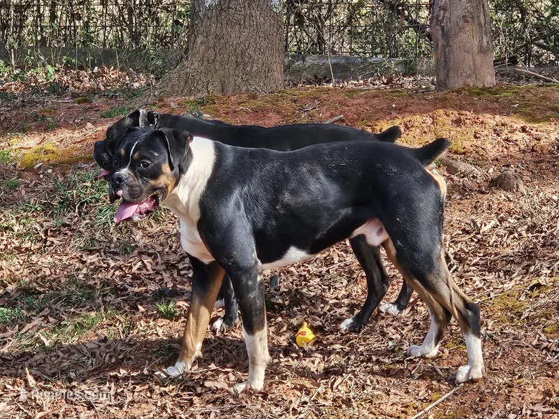Franklin – Boxer puppy for sale in Asheboro, NC