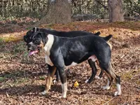 Franklin, a male Boxer for sale in Asheboro, NC – 1 of 2