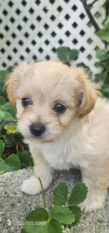 Krissy – Maltipoo, Yorkipoo puppy for sale in Asheboro, NC