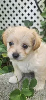 Krissy, a female Maltipoo and Yorkipoo for sale in Asheboro, NC – 1 of 8