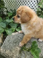 River, a male Maltipoo and Yorkipoo for sale in Asheboro, NC – 2 of 7