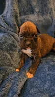 Garner, a male Boxer for sale in Asheboro, NC – 7 of 9