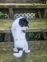 Neo, a male Maltipoo and Yorkipoo for sale in Asheboro, NC – 2 of 9