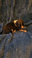 Wee lad, a male Boxer for sale in Asheboro, NC – 8 of 8
