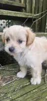 Krissy, a female Maltipoo and Yorkipoo for sale in Asheboro, NC – 2 of 8