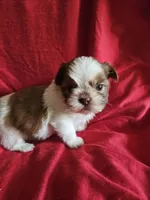 Kip, a male Shih Tzu for sale in Asheboro, NC – Photo 8 of 8