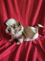 Kip, a male Shih Tzu for sale in Asheboro, NC – Photo 5 of 8