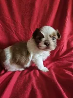 Kip, a male Shih Tzu for sale in Asheboro, NC – Photo 6 of 8