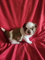 Kip, a male Shih Tzu for sale in Asheboro, NC – Photo 4 of 8