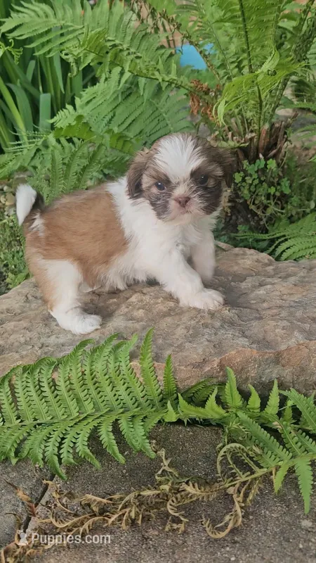 Tink, a male Shih Tzu for sale in Asheboro, NC – Photo 1 of 2