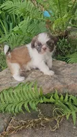 Tink, a male Shih Tzu for sale in Asheboro, NC – Photo 1 of 2