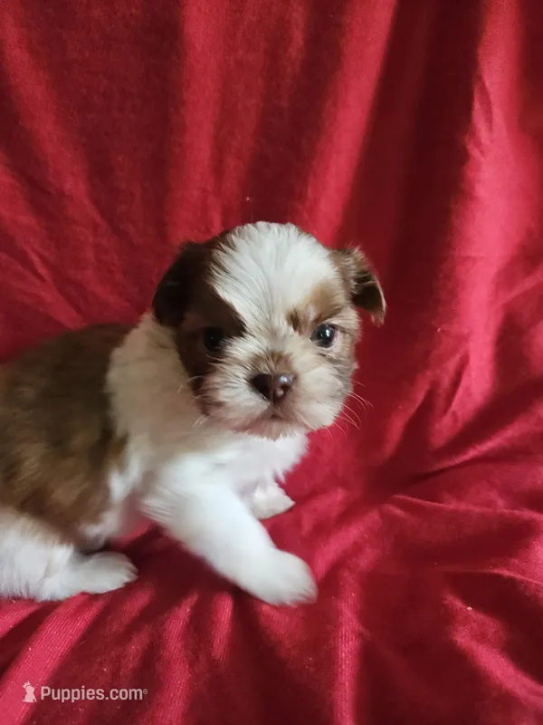Kip – Shih Tzu puppy for sale in Asheboro, NC