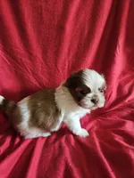 Kip, a male Shih Tzu for sale in Asheboro, NC – Photo 2 of 8