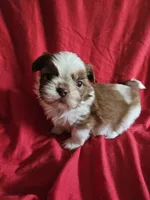 Kip, a male Shih Tzu for sale in Asheboro, NC – Photo 3 of 8