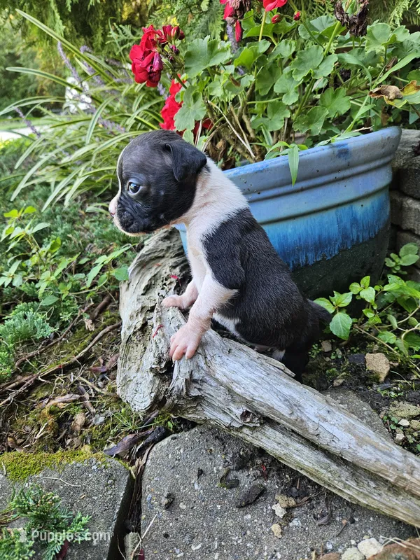 Wee lad – Boxer puppy for sale in Asheboro, NC