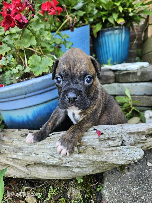 Garner – Boxer puppy for sale in Asheboro, NC
