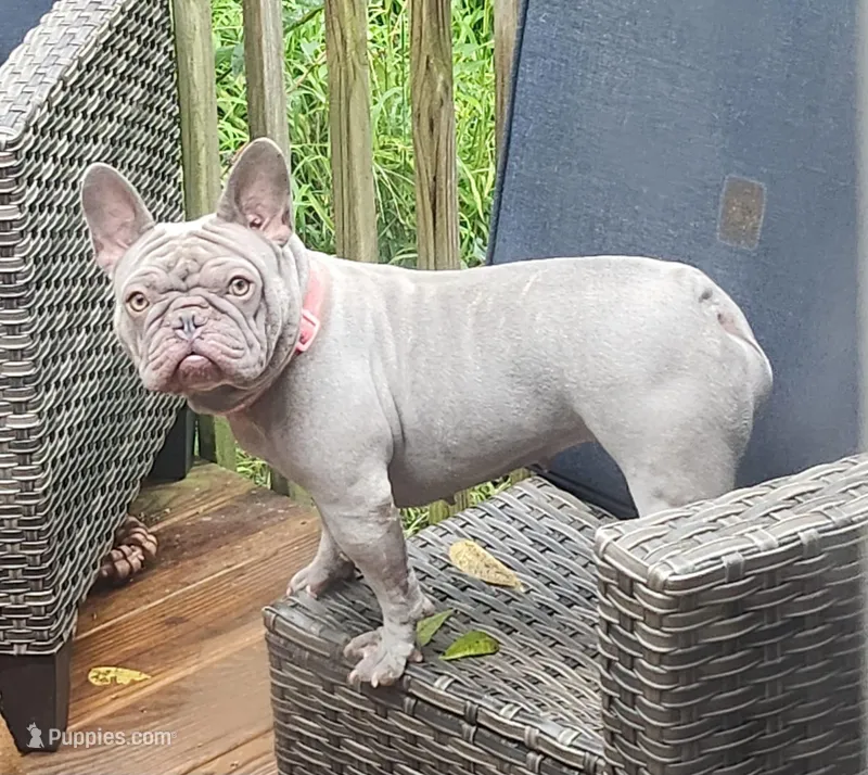 Luna – French Bulldog puppy for sale in Asheboro, NC