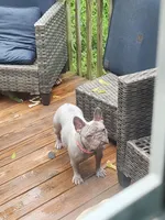 Luna, a female French Bulldog for sale in Asheboro, NC – Photo 3 of 3