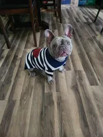 Luna, a female French Bulldog for sale in Asheboro, NC – Photo 2 of 3