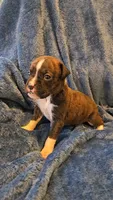 Rolo, a male Boxer for sale in Asheboro, NC – 2 of 9