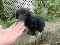 Laddie, a male Maltipoo and Yorkipoo for sale in Asheboro, NC – 4 of 7