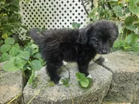 Laddie, a male Maltipoo and Yorkipoo for sale in Asheboro, NC – 6 of 7