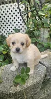 Krissy, a female Maltipoo and Yorkipoo for sale in Asheboro, NC – 4 of 8