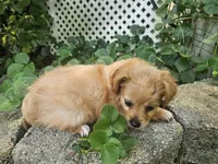 River, a male Maltipoo and Yorkipoo for sale in Asheboro, NC – 4 of 7