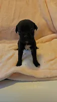Reba, a female Boxer for sale in Asheboro, NC – 6 of 7