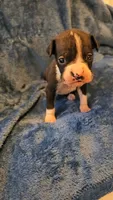 Dugg, a male Boxer for sale in Asheboro, NC – 9 of 9