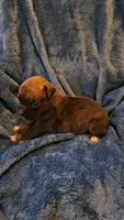 Garner, a male Boxer for sale in Asheboro, NC – 3 of 9